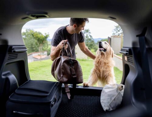 Cómo llevar el perro en el coche: Guía práctica para un viaje seguro y cómodo